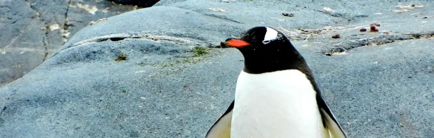 Penguin walking on a large rock.